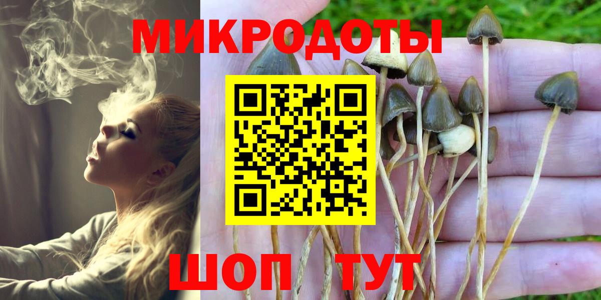 Галлюциногенные грибы Psilocybe Рубцовск